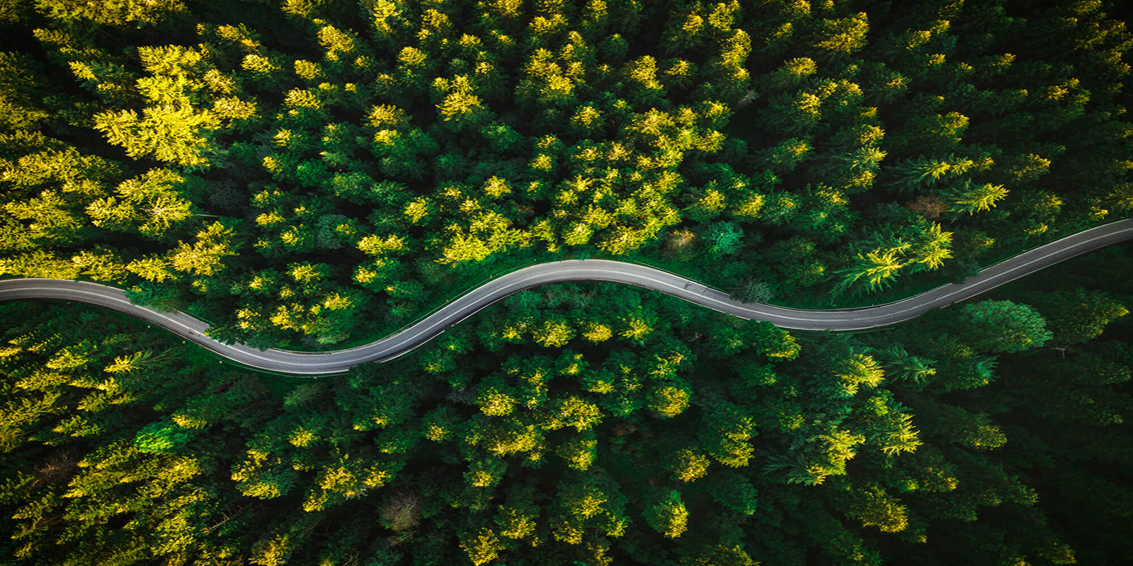 Winding Road Through Pine Forest